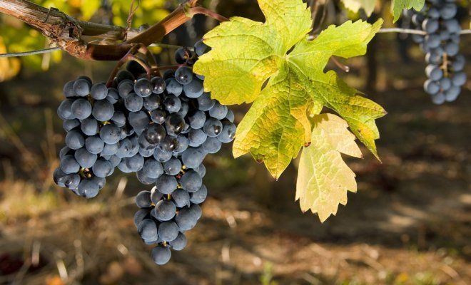 Выращиваем виноград в домашних условиях. Советы, рекомендации, личный опыт